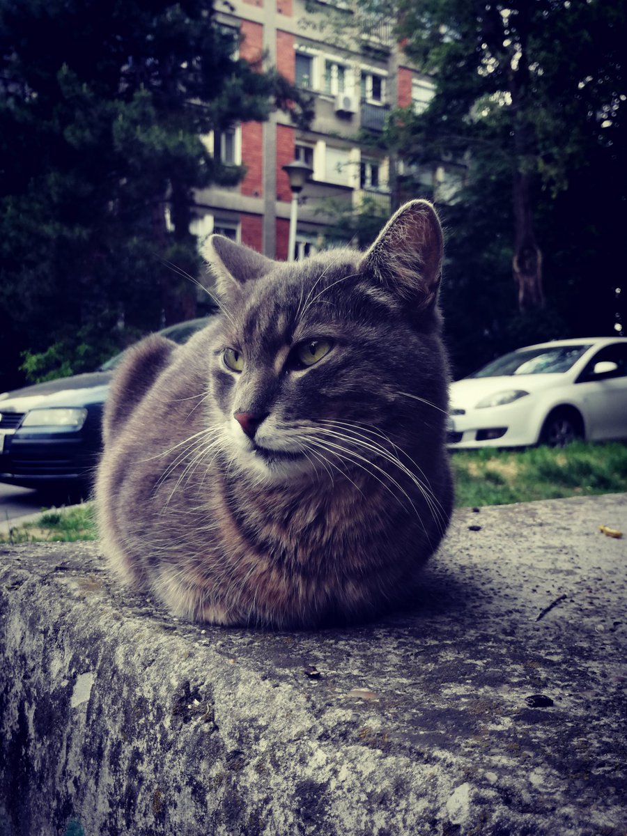 My neighbour's cat. ❤️🐈❤️ Good Morning! 🌞 I have taken this photo. 💯 #goodmorning #Thursday #vibes #Cat #zemun #serbia