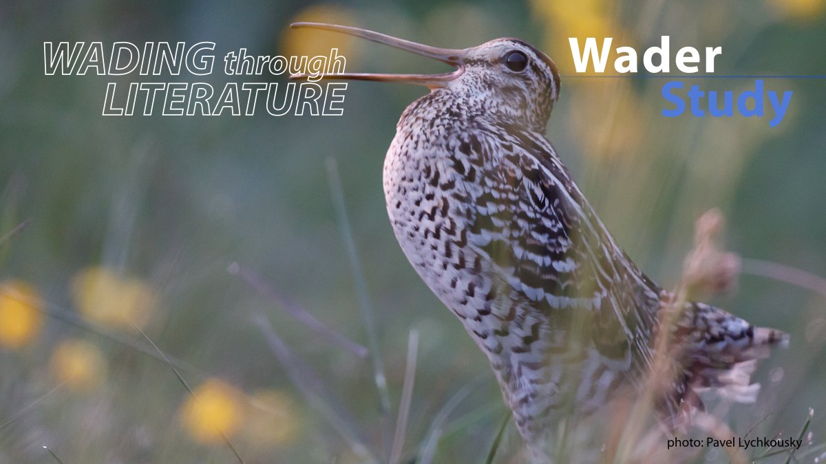 Two new WtL: How do migratory birds know where to go? A Black-tailed Godwit displacement study and Frequent movements between leks found in Great Snipe males and its evolutionary significance waderstudygroup.org/article/17842/ #waders #shorebirds #ornithology #openaccess @LHedh