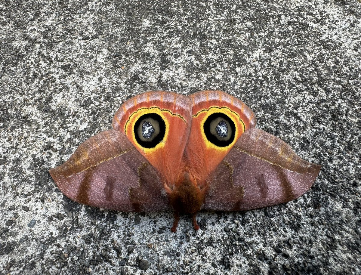 Check out the eyespot display on this Automeris moth! Taken in Monteverde, Costa Rica yesterday