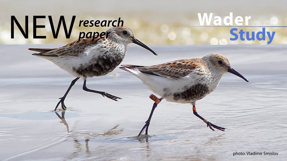 The status, subspecies and migration routes of Dunlin breeding on Svalbard by Wilson et al. waderstudygroup.org/article/17878/ #waders #shorebirds #ornithology