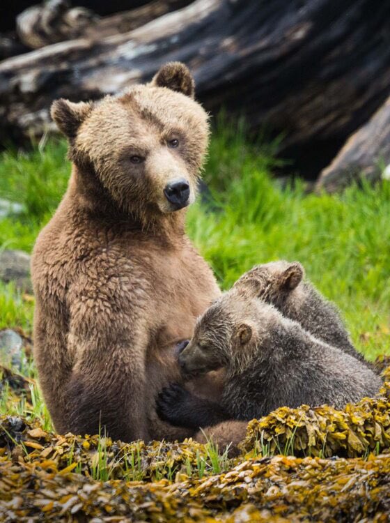 Good morning X-Friends…Happy Thursday 🌳☀️🐻🐻🐻🩷

#ThursdayThoughts 🌷 #CoffeeTime ☕️ #AnimalLovers 🩷 #StayPositive 🌸 #PeaceAndLove 🕊️