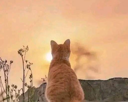 tolgacetin907's tweet photo. İçimden geçenlerle,
Yaşadıklarım hiç tanışmadılar bile .. https://t.co/Bzv9mc4Y7n