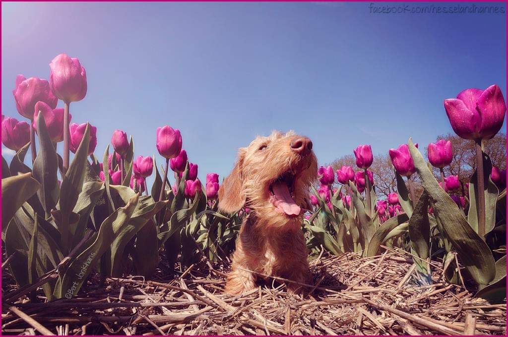 Olav als klein vogeltje op het nest tussen de tulpen 😀🐥