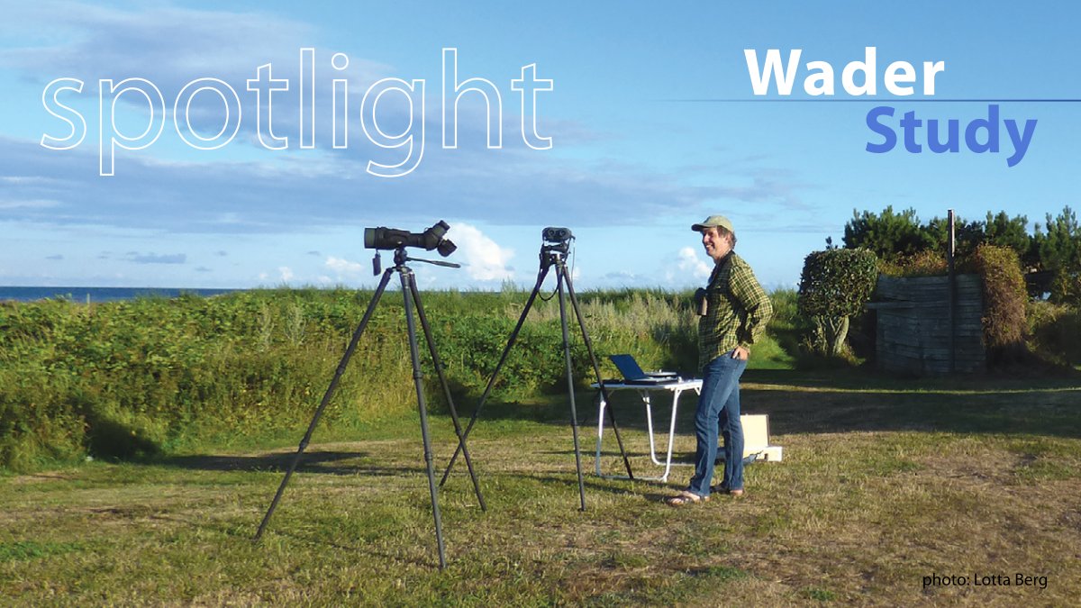 Just fast enough The paper by @HedenstrmAnders under the spotlight. Spotlight: waderstudygroup.org/article/17862/ Paper: waderstudygroup.org/article/17857/ #waders #shorebirds #ornithology #openaccess @DebbieBuehler @lunduniversity