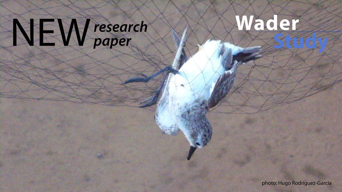 Body condition in three Calidris species during northward and southward migration in La Laguna de Tacarigua, Venezuela by Hugo Rodríguez-García & Astolfo Mata waderstudygroup.org/article/17853/ #waders #shorebirds #ornithology