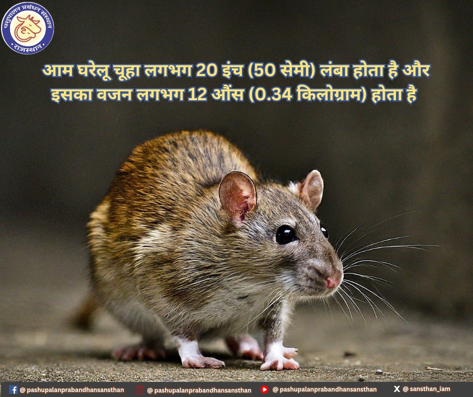 #animalhusbandry #rajasthan #gopalan #trainingacademy #products #training #products #intrestingfactsinhindi #followuson

for interesting and more - 
follow us on facebook : facebook.com/pashupalanprab……
follow us on instagram : instagram.com/pashupalanprab…