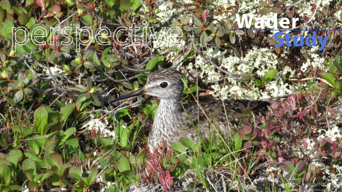 Have sub-Arctic habitats been changing for breeding shorebirds? by @EricaNol waderstudygroup.org/article/17872/ #waders #shorebirds #ornithology #openaccess