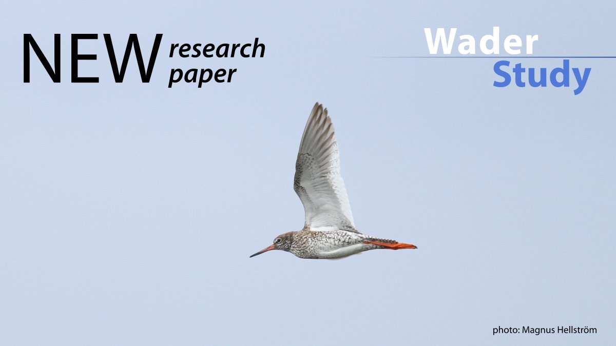 Adaptive flight speeds in the Common Redshank by @HedenstrmAnders waderstudygroup.org/article/17857/ #waders #shorebirds #ornithology @lunduniversity