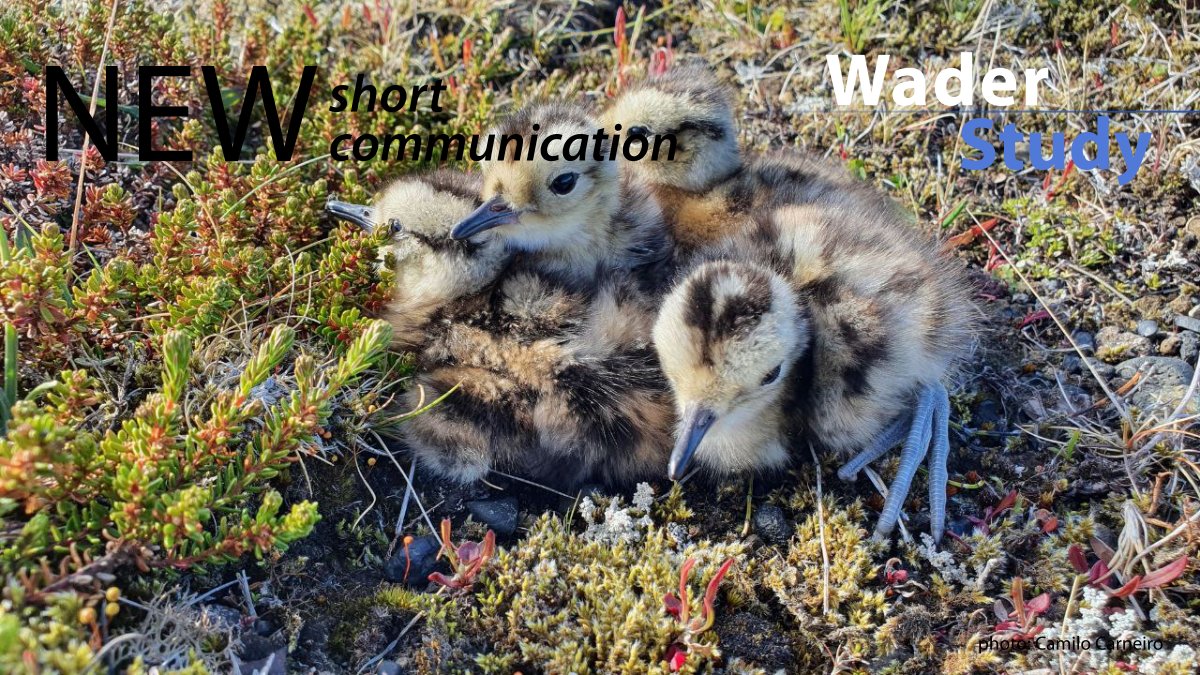 Keeping wader chicks warm when ringing by Ron Summers waderstudygroup.org/article/17866/ #waders #shorebirds #ornithology