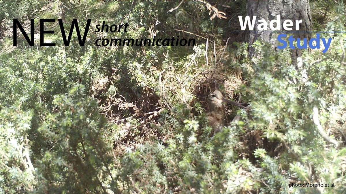 Opportunistic camera trapping reveals the predators of a Eurasian Woodcock nest in northern Spain by Moreno et al. waderstudygroup.org/article/17881/ #waders #shorebirds #ornithology @f_artemisan
