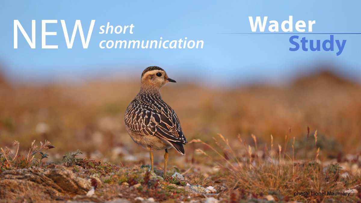 A key Eurasian Dotterel site in the Western Alps threatened by a solar park by Lionel Maumary waderstudygroup.org/article/17887/ #waders #shorebirds #ornithology #openaccess
