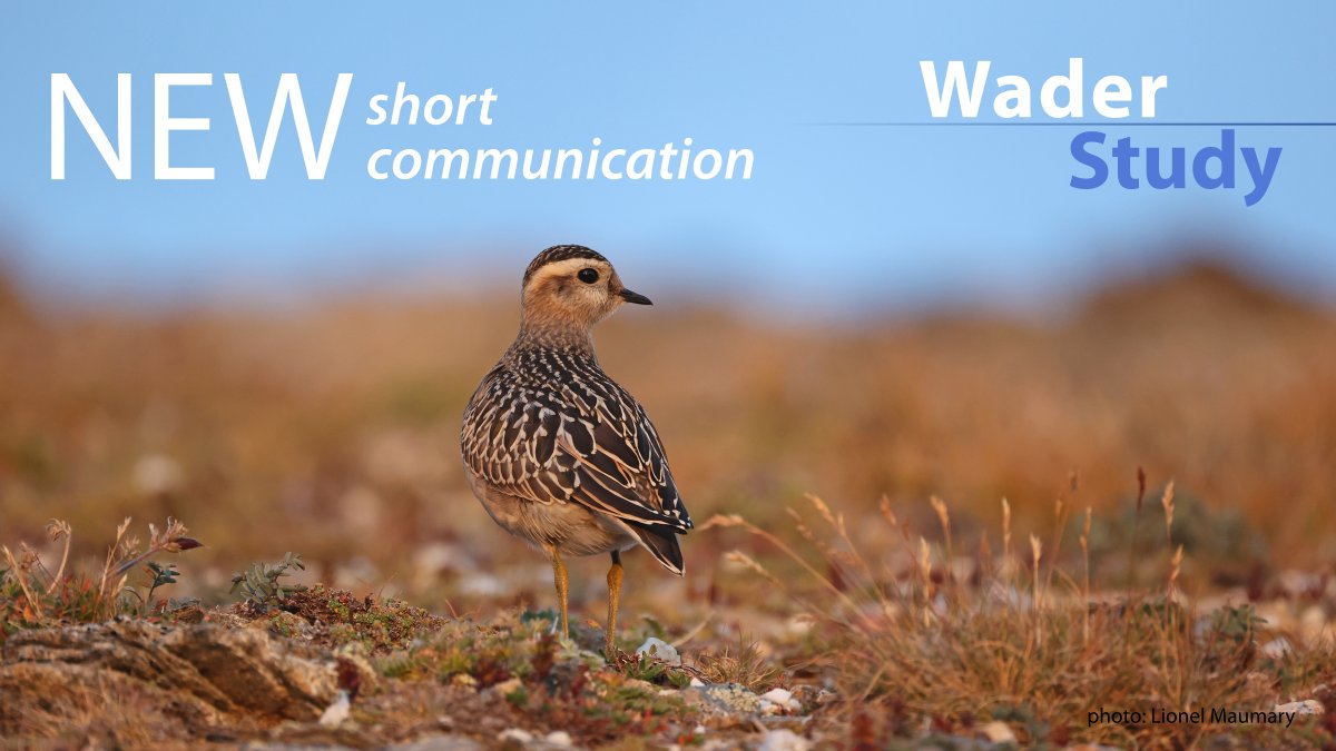 WaderStudy's tweet photo. A key Eurasian Dotterel site in the Western Alps threatened by a solar park
by Lionel Maumary

https://t.co/LgvCbmnd9l
#waders #shorebirds #ornithology #openaccess https://t.co/TAmD3otvYv