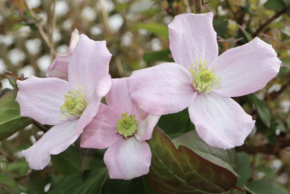 Happy #ClematisThursday and happy #Maytime ….with the first Clematis blooms in our garden @JonNormanDesign @FopianoJoy @thorncroftclems 🌸💕🌸💕🌸💕🌸