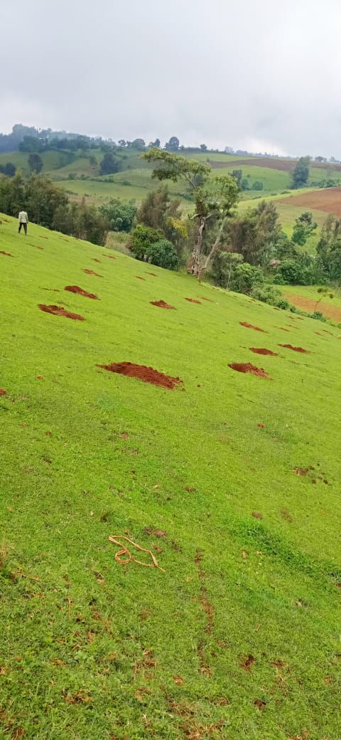 Ready field for sowing new baby avocado plants.
Website: aevoafrica.com
#AvocadoCookingOil #HealthyFats #CookingEssentials #NutrientRich #HeartHealthy #FoodieFaves #GourmetCooking #KitchenMustHaves #NaturalIngredients #ElevateYourCooking #DeliciouslyHealthy #AvocadoOil