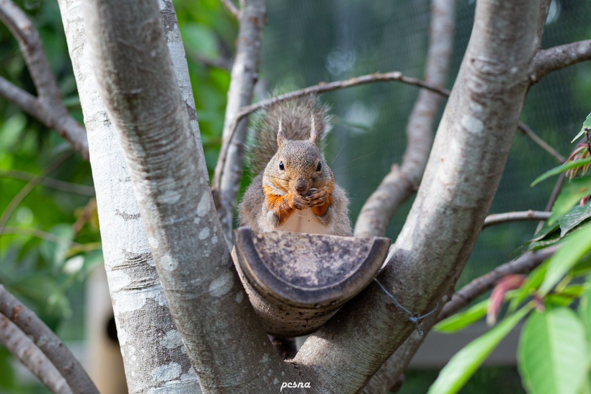 神戸どうぶつ王国のリスがはちゃめちゃにかわいい！！！！！！🐿 (念願のカメラ撮影)