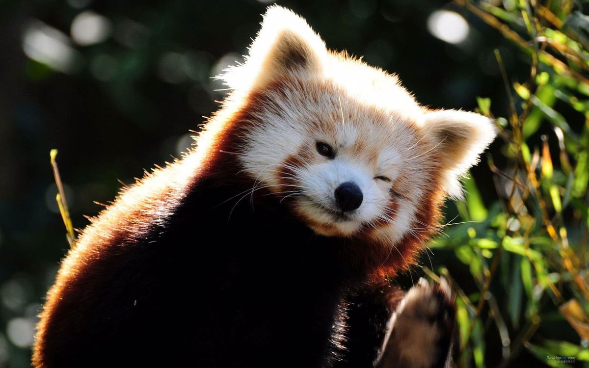 Red Panda Every Hour! (@RedPandaEveryHr) on Twitter photo 2024-05-02 04:58:31