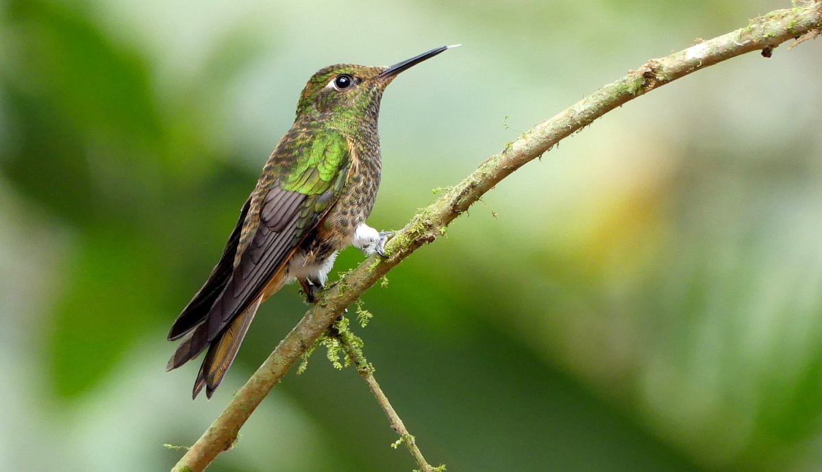 Have a fantastic Thursday! Take a moment to watch birds, birds make us smile. Be kind today, we can all choose to do this. Buff-tailed Coronet hummingbird #ecuador #thursdaymorning #birdwatching #birdphotography #birding #birdtour