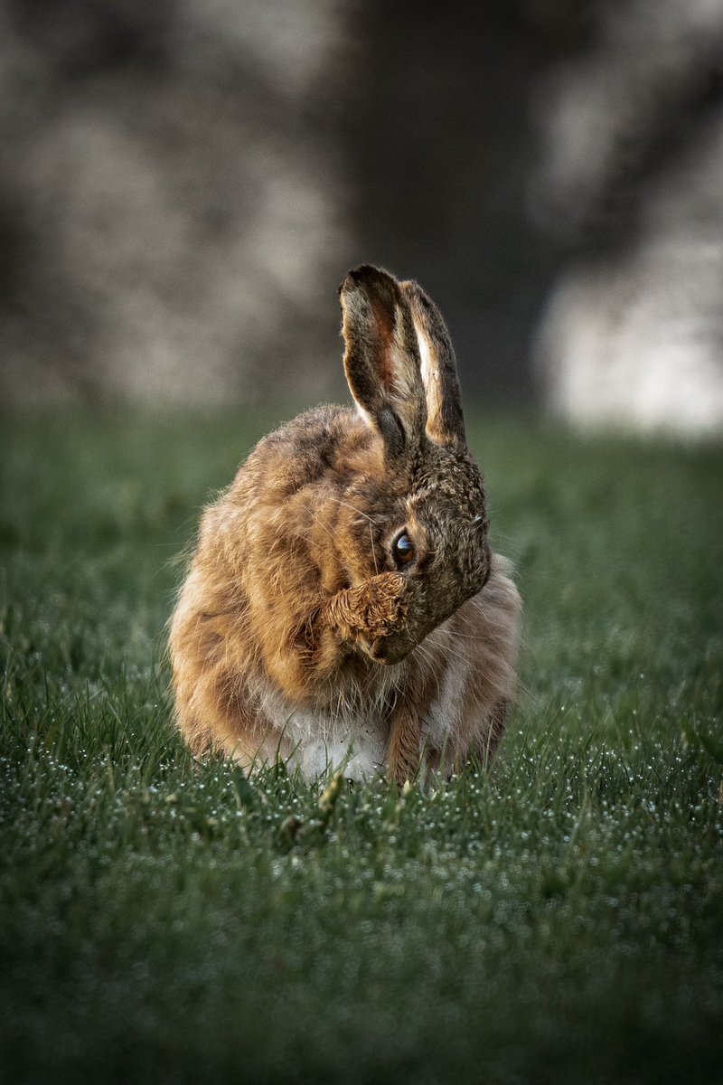 I'd love to see your shots of animals! – share them in the comments!