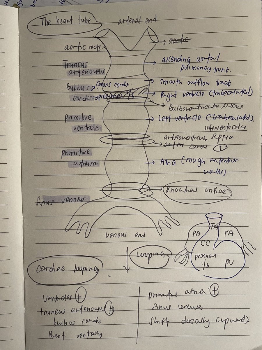 bestla embryology