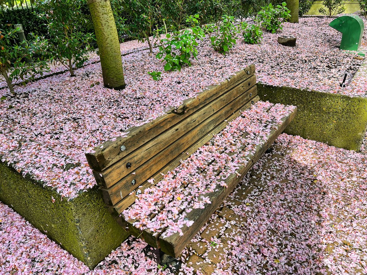 Blossoms on the bench. A park bench is covered in pink confetti. 🌸: open.spotify.com/playlist/37i9d… #parkbench #cherryblossoms #vancouver