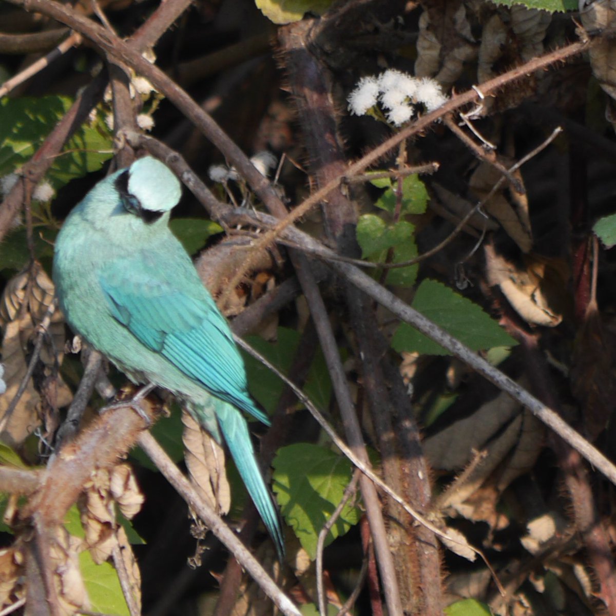 The #verditerflycatcher checking me out.  Is it pouting? Love the mask. #IndiAves #birdsofuttarakhand #TwitterNaturePhotography #BirdsSeenin2024 #blue #flycatcher #heartofconservation #podcast