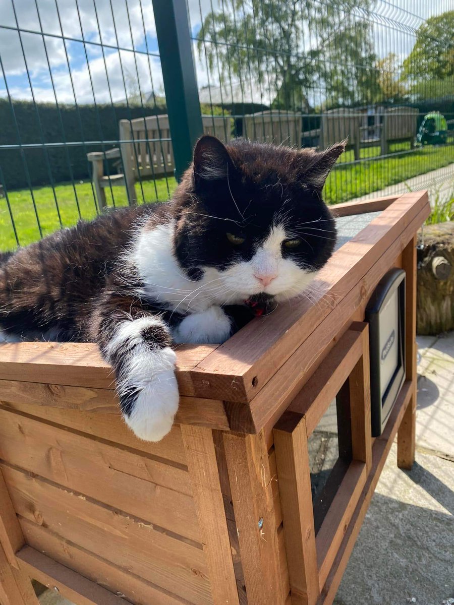 #ThursdayThoughts ~ Chumley looking very sleepy relaxing in the sunshine. It just looks all too much 😹☀️🐾 #inthecompanyofcats #tuxedocat #cat #cats #CatsonX #rescuecat #fabulousfeline #purrfectpaws