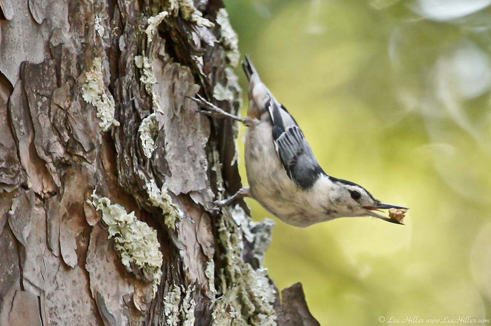 Nuthatch with seed
#HikeOurPlanet #FindYourPath #hike #trails #outdoors  #publiclands #hiking #trailslife #nature #photography #naturelovers #adventure #birds #birder #birding #birdwatching #birdphotography #BirdsOfTwitter