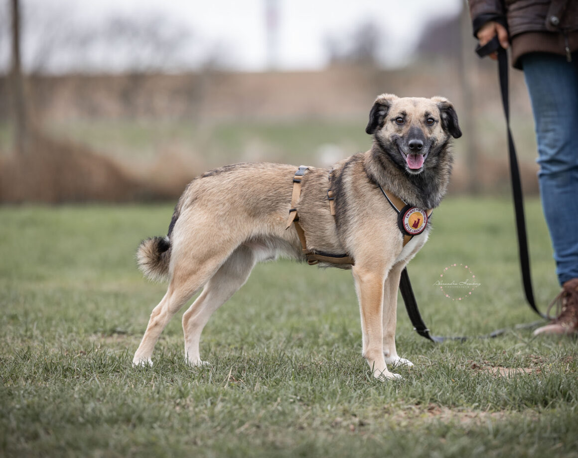 Herz_Streuner's tweet image. Rascal hat es geschafft! Er hat dem Shelter den Rücken gekehrt &amp;amp; wartet jetzt in 52372 Kreuzau auf seine Menschen 😍 einherzfuerstreuner.de/project/rascal/

#adoptdontshop #adoptable #adoptme #adoption #rescued #rescueonly #rescuedog #rescuedogs #dogoftheday #doglover #animallover