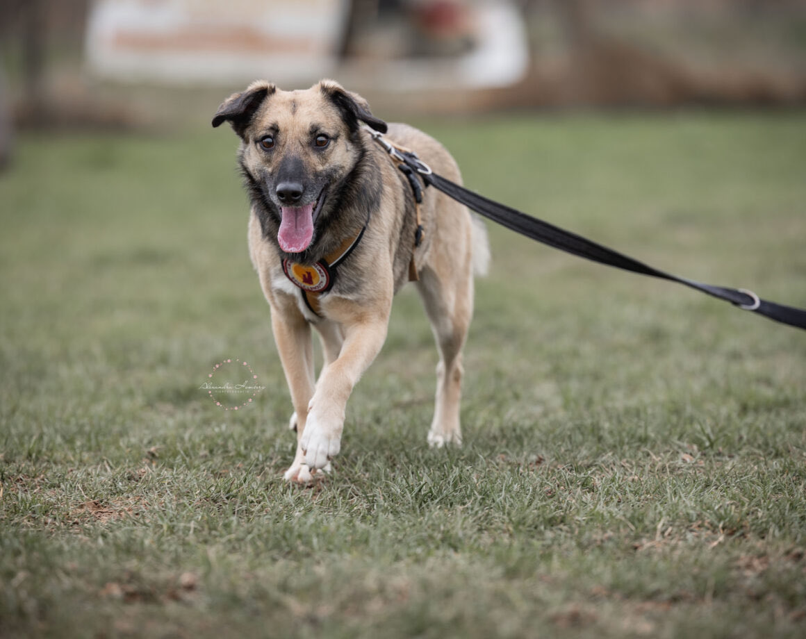 Rascal hat es geschafft! Er hat dem Shelter den Rücken gekehrt & wartet jetzt in 52372 Kreuzau auf seine Menschen 😍 einherzfuerstreuner.de/project/rascal/

#adoptdontshop #adoptable #adoptme #adoption #rescued #rescueonly #rescuedog #rescuedogs #dogoftheday #doglover #animallover