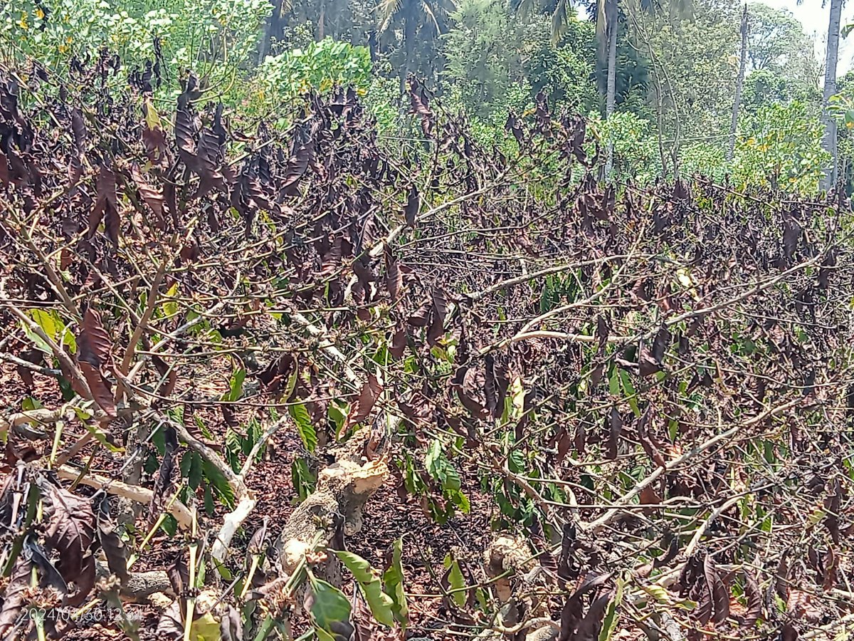 Coffee estates are in dire need of blossom showers. #Kodagu @XpressBengaluru