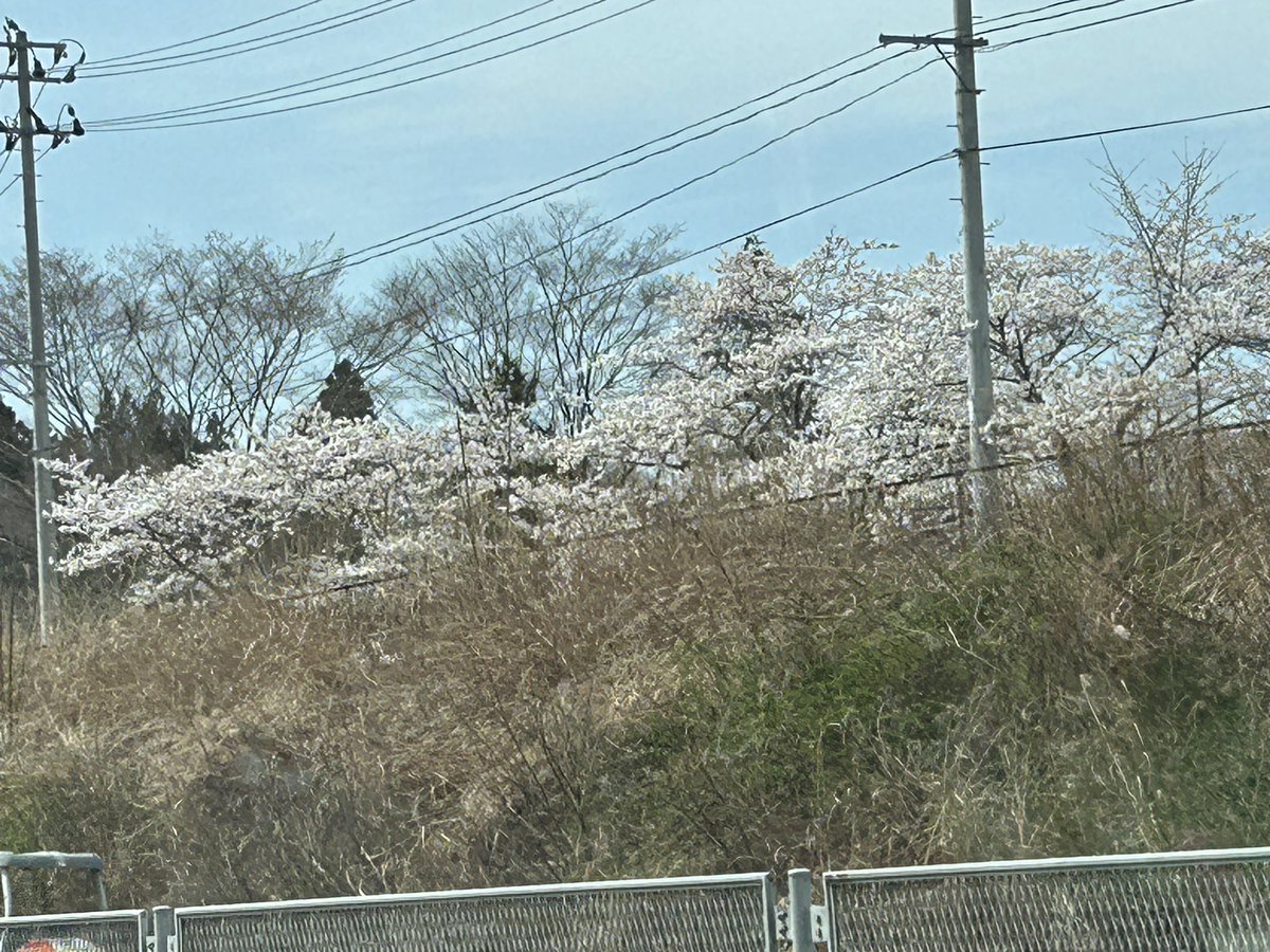 🍎の花が満開だよ！岩木山をバックに、津軽の春は素敵ですよ？