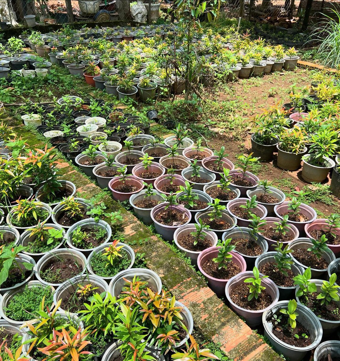 Au Vietnam, je rencontre un homme qui a perdu sa femme. Pour vivre avec elle il a fait un jardin face au petit salon qu’elle aimait. Il y récupère des pousses qu’il met en pot pour vendre les plantes « venues d’elle » aux pauvres. La vraie vie existe. Elle passe par le cœur.