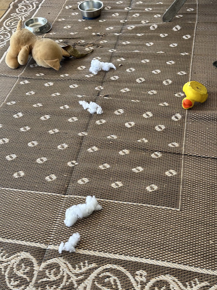 Walked into a brutal murder scene on the back patio this afternoon. Hard to pinpoint a culprit. Cleanup has commenced.