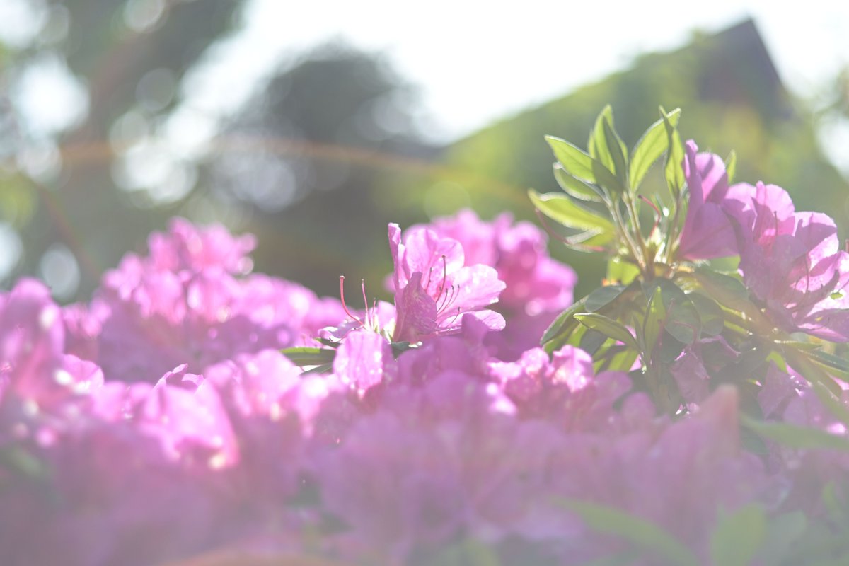 今日のスナップ、その2

#写真が好き #写真を撮るのが好き #スナップ #photographylovers #photographyislife #snapshot #snapphoto
#オールドレンズ #oldlens #マニュアルレンズ #yashicaDSB50mm