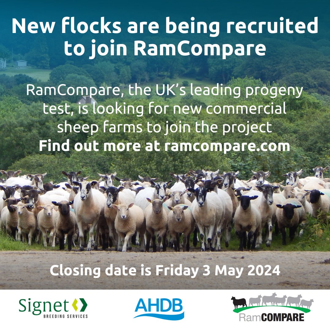 Final reminder for new flock recruits to join @RamCompare - we provide high quality terminal sire rams in return for high quality data from fast finishing commercial flocks. Interested? signetdata.com/news/posts/202… Contact us - closing date Friday 3 May @AHDB_BeefLamb @HybuCigCymru