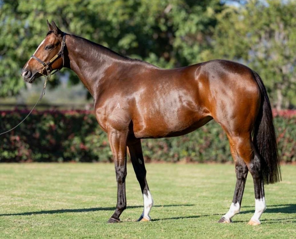 Pennyweka ready for the <a href="/inglis_sales/">Inglis</a> Chairman's sale next week. 
inglis.com.au/sale/2024-chai…