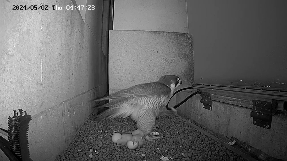 Leeds Uni Peregrines 🥚🥚🥚🥚 tweet media