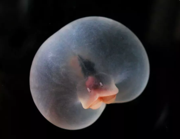 Creature from the deep has a transparent balloon body, rump of a pig and Mick Jagger's lips.  🤣#wtf