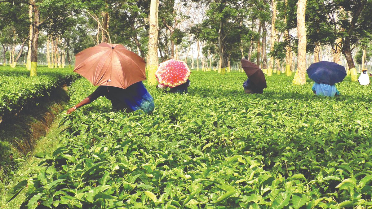 As the scorching heat wave engulfs North Bengal, the tea industry finds itself in crisis, with plantations struggling to survive.

#feedmile #NorthBengal #tea #industry #crisis #heat #wave