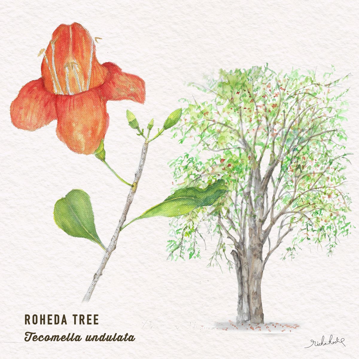 Roheda Tree (Tecomella undulata) is the state flower of Rajasthan but you have to brave the heat to see it flowering in spring/ early summer. #rajasthan #stateflower #treesofindia #botanicalartist #aravalivegetation #sagaoftrees #coloursofnature #desertlife