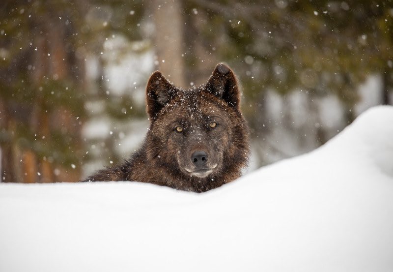 The House just passed Boebert’s bill to remove federal protection for wolves. Right after the Wyoming wolf torture. The bill’s headed to the Senate. Wolves need more protection not less. Meanwhile, 60 orgs call for ban on snowmobiles running down wolves biologicaldiversity.org/w/news/press-r…