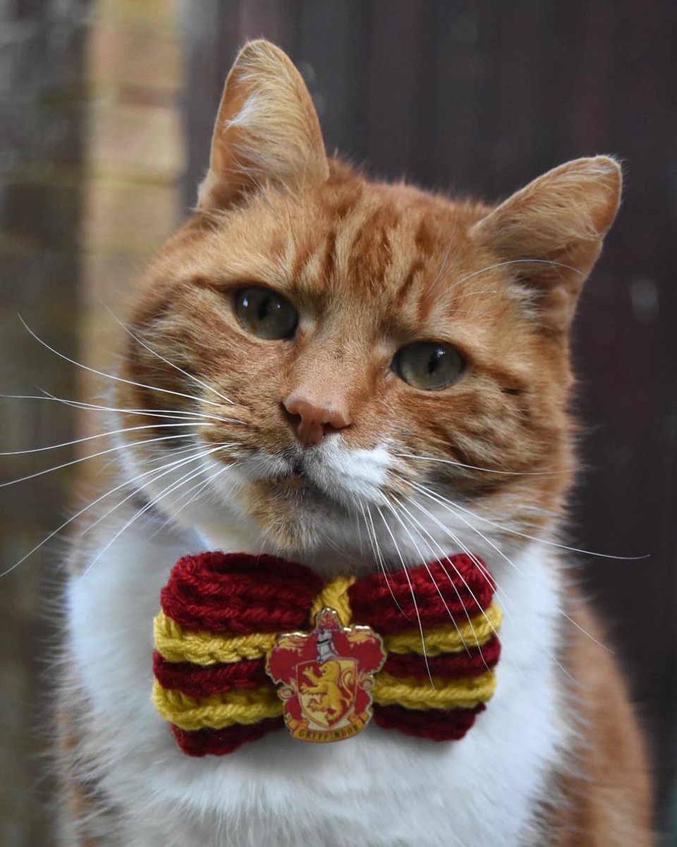 Happy National Harry Potter Day 😻 Do you like Harry Potter? #nationalharrypotterday #HarryPotter #CatsOfTwitter #catsofx #cat