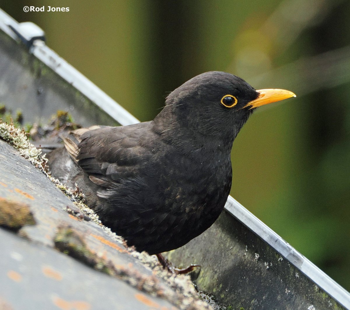 Male blackbird outside our bedroom window. #ThePhotoHour #TwitterNaturePhotography #wildlife #NaturePhotography #birds