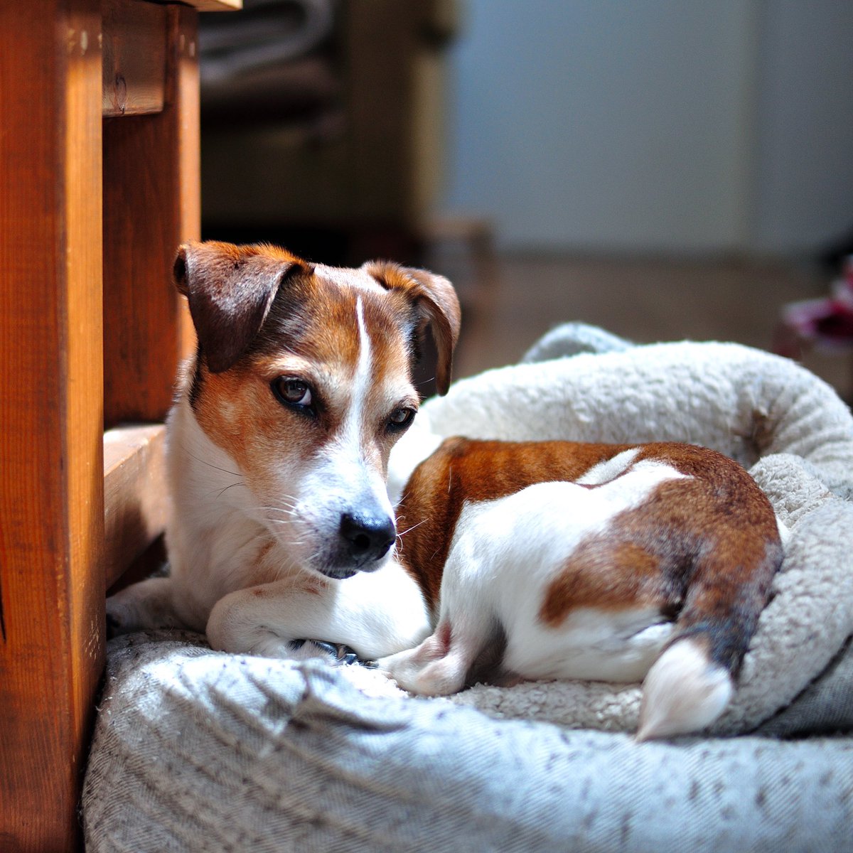 寝てるとこ邪魔しちゃってごめんね

#ジャックラッセルテリア 
#jackrussellterrier
#nikon 
#dog 
#犬