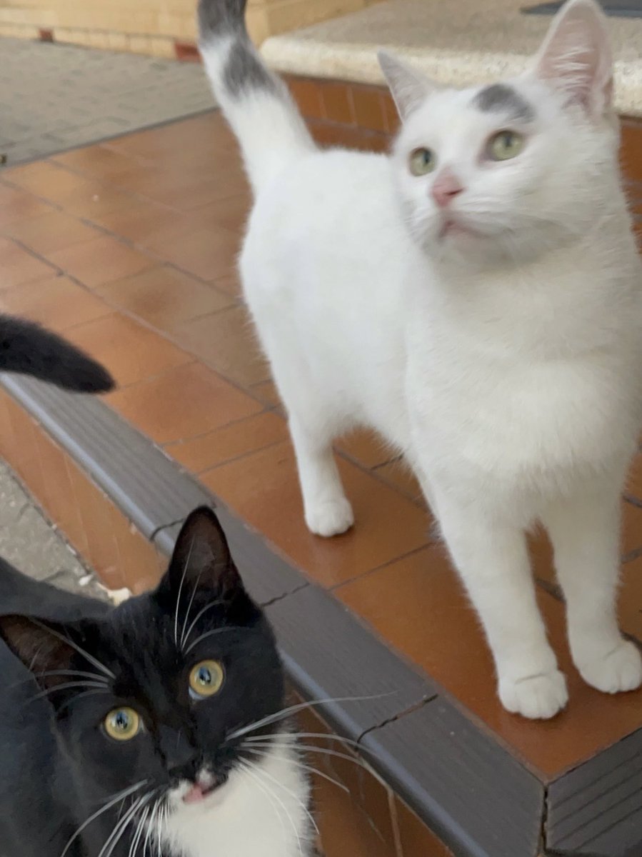 Oreo's sparkling eyes 👀✨

#albumcandidate #cat #catlife #halfstraycat #whitecat #blackcat #lovelycat #pawpads #cattastic #catoftheday