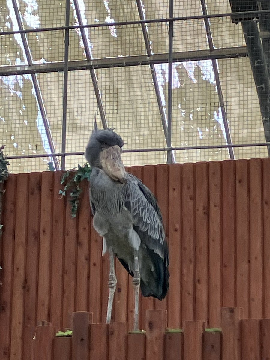 掛川花鳥園にて。
ハシビロコウって大きいね‼️
これがスカウォのロフトバードのモデルになった鳥さんなのね😆✨