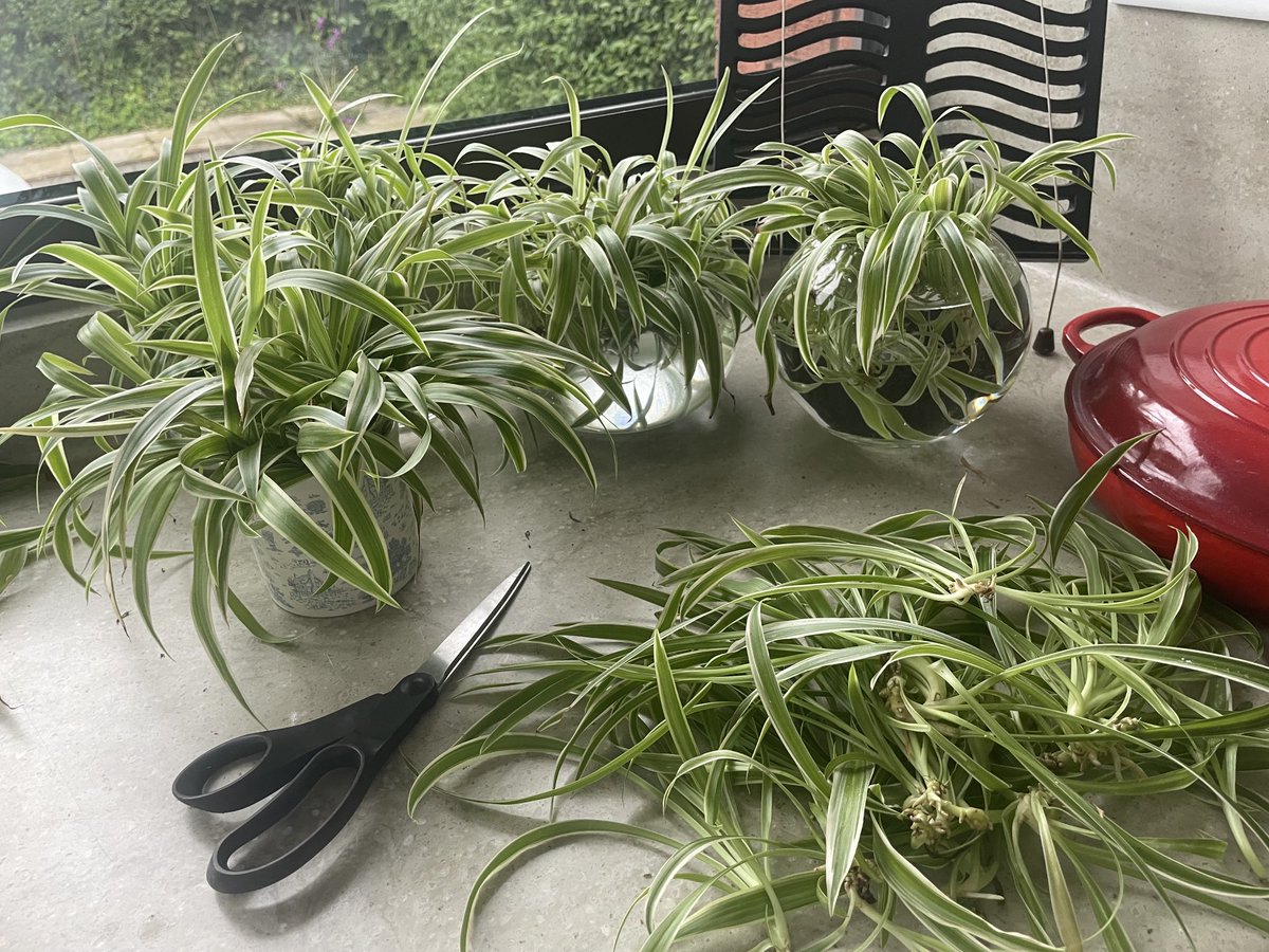 Non working day today carried forward so multiplying the plant collection whilst Hubby is out! 😉