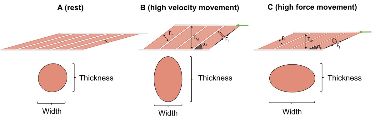 Did you know our muscles have gears? In a new FREE paper we show that muscles are less able to benefit from this gear (architectural gearing) in isometric vs dynamic contractions We discuss implications for the assessment of RFD, transfer, and more onlinelibrary.wiley.com/doi/10.1111/sm…