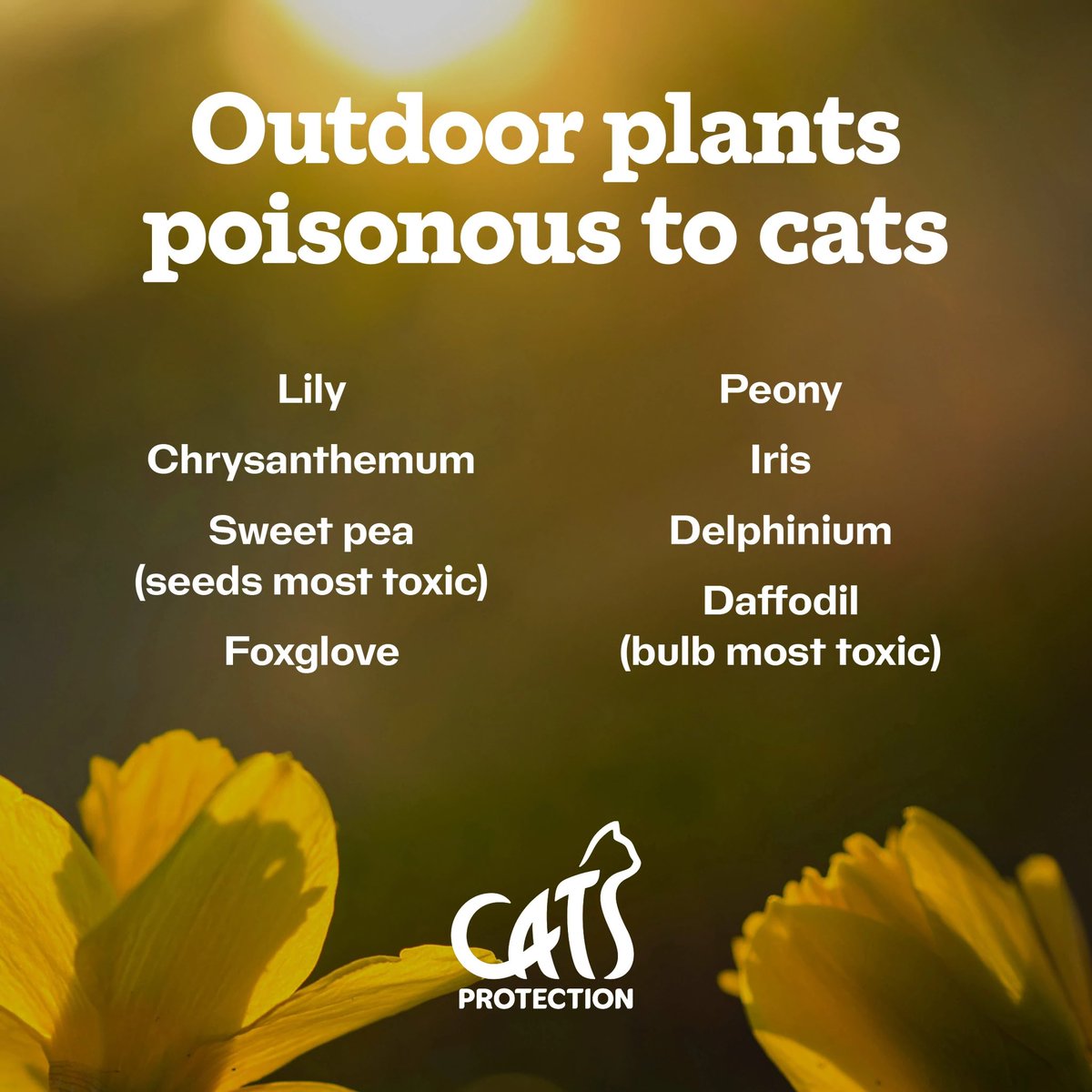 #GardeningWeek is getting underway, and we want to make sure our followers are prepared with the knowledge of cats and plants! 😸🌱 More information can be found here 🔗 cats.org.uk/help-and-advic… #CatsOnTwitter #CatsOnX #CatLovers