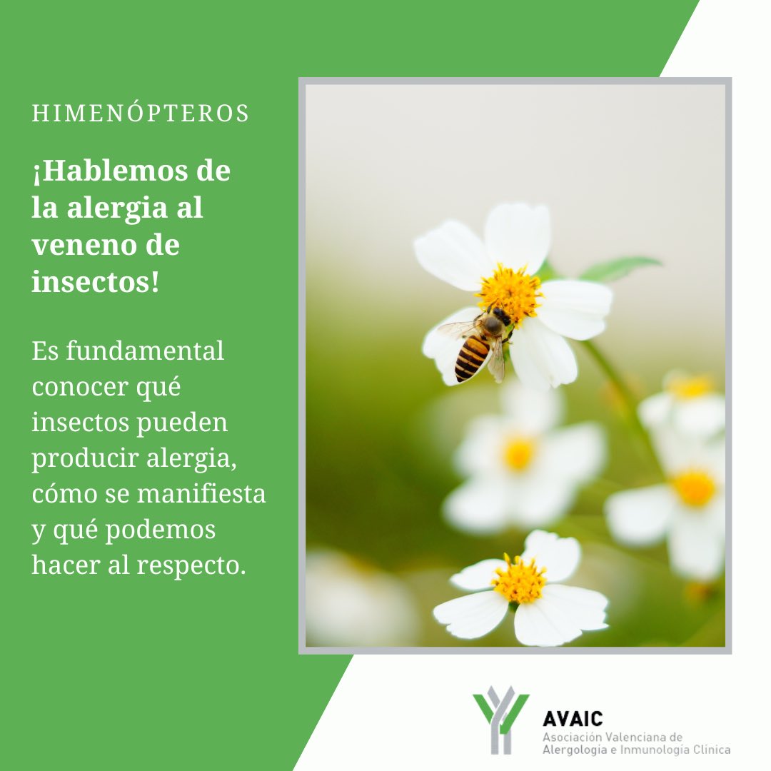 🐝 ¡Hablemos un poco de la alergia al veneno de insectos! 
Ya está aquí la primavera y, pronto, el verano a la vuelta. Con ellos nos acompañarán nuestros pequeños amigos ya que, en esta época, cumplen funciones vitales para el ecosistema.